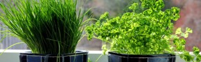 Vitamins & Herbs