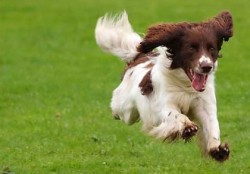 dog-running