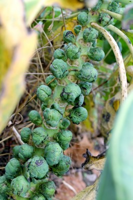 Brussel Sprouts at West Wind Farm