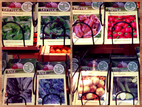 seed starts, seed savers exchange, organic, heirloom, peppers, cucumbers