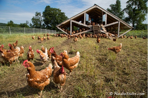 Rockville Market Farm Hens