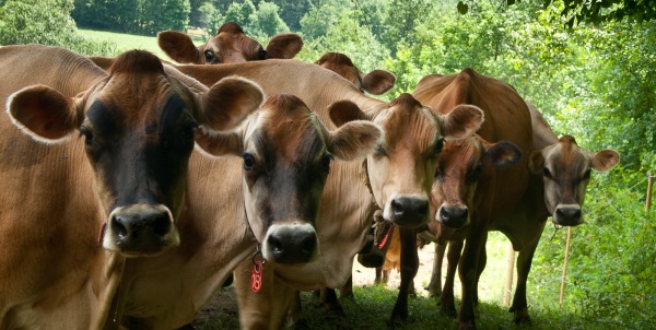 Happy Cobb Hill farm cows.