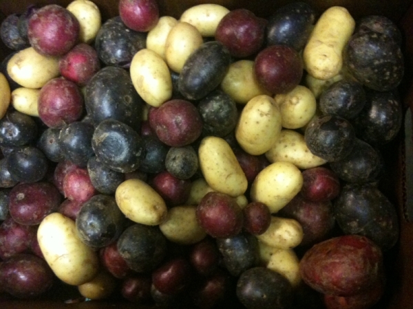 color potatoes