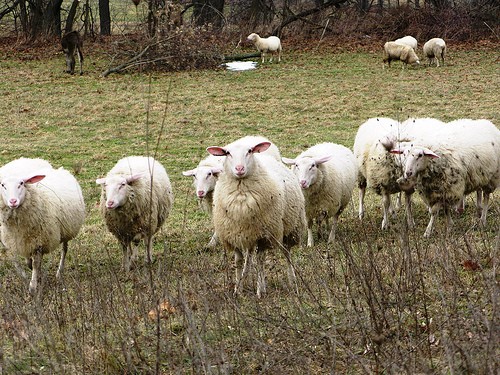 Sheep at Old Chatham Sheepherding Company
