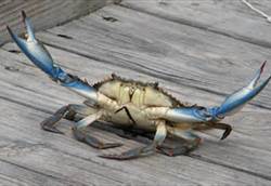 blue crab3