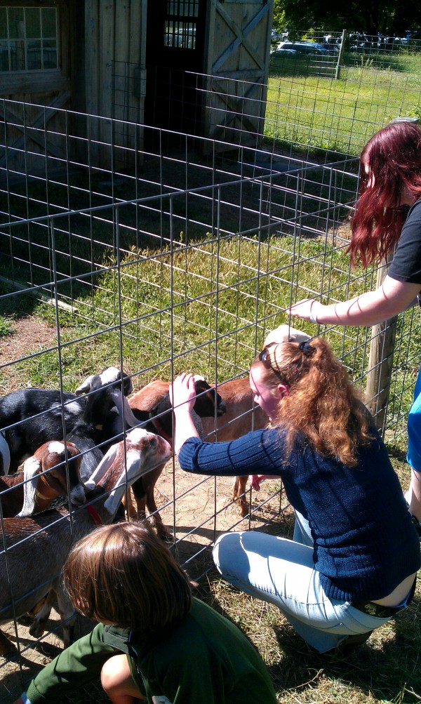 Baby goats at Sweet Spring Farm