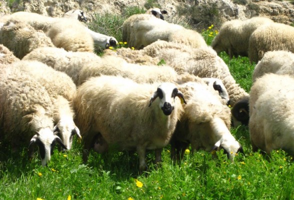 cyprus-sheep-1024x696