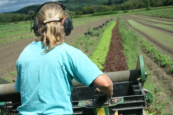 Christa harvesting mesculun at Jericho Settlers Farm