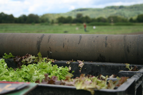 Mesculun Mix being harvested at Jericho Settlers Farm