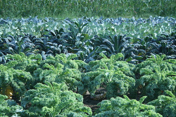 Organic kale at Full Moon Farm in Hinesburg
