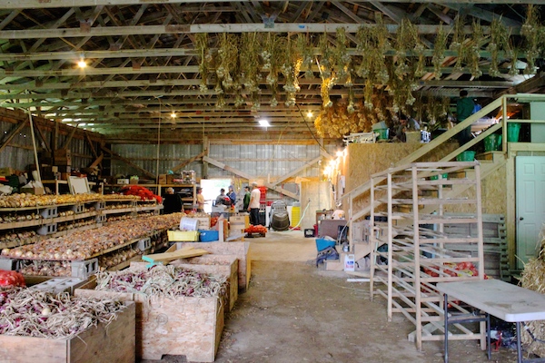 A full harvest of curing onions and garlic to look forward to!