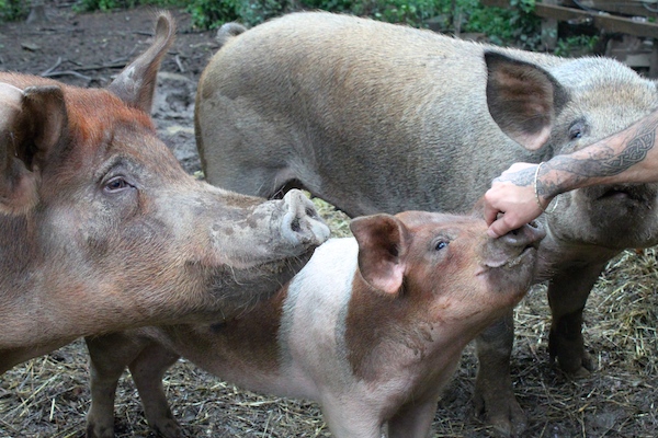 Amanda's pigs feed the family and provide friendly nuzzles
