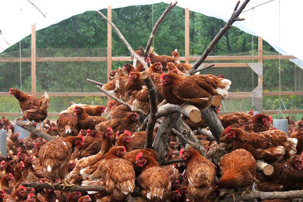 Laying hens roosting in their shelter