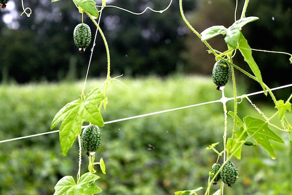 Tiny cuke-o-melons are a hybrid of watermelon and cucumber