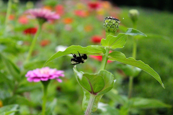 A bee takes shelter from rain showers while we explore farm fields. Half Pint Farm, Burlington Intervale