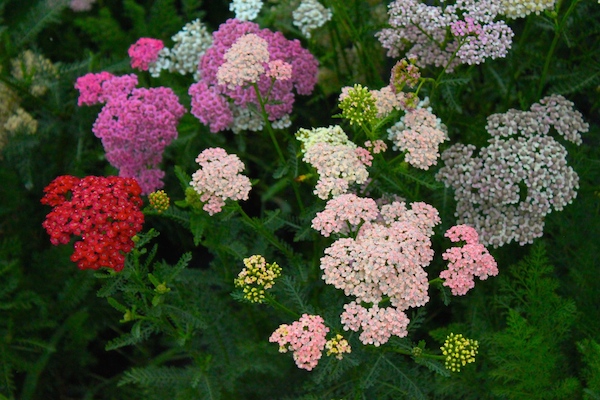Multi-colored yarrow growing at Half Pint Farm
