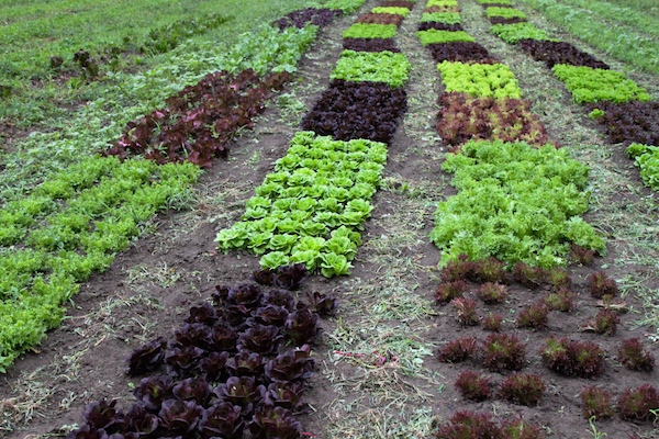Half Pint's exquisite baby lettuce heads