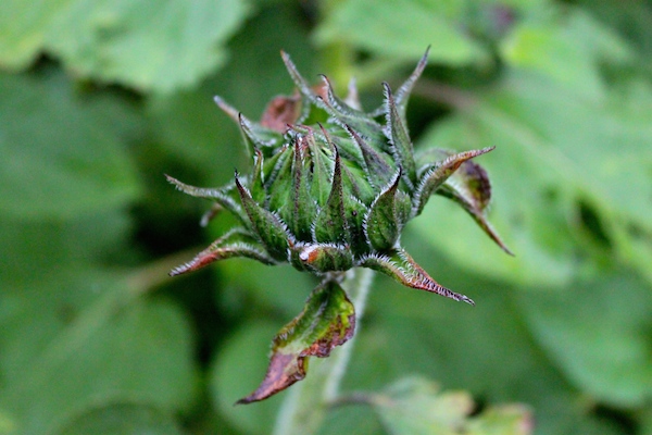Sunflower buds--the next summer delicacy?