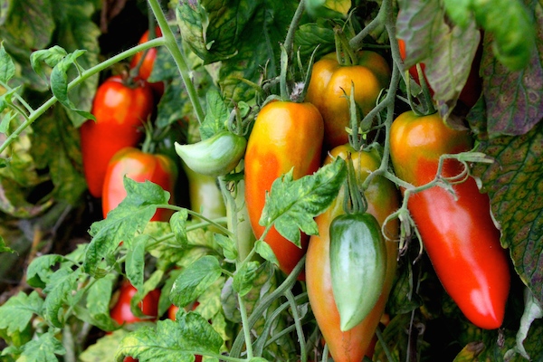 San Marzano tomatoes ripening on the vine