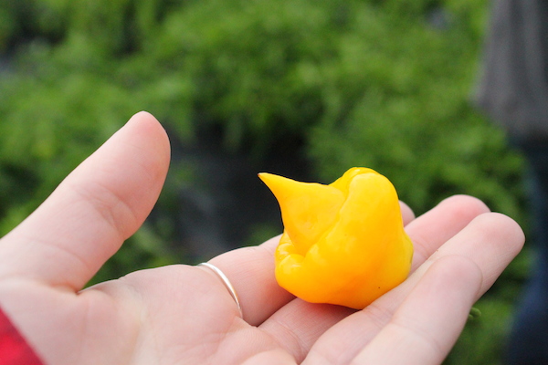 The only Habanero I will ever eat whole: the Trinidad Perfume