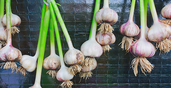 bunches of fresh garlic