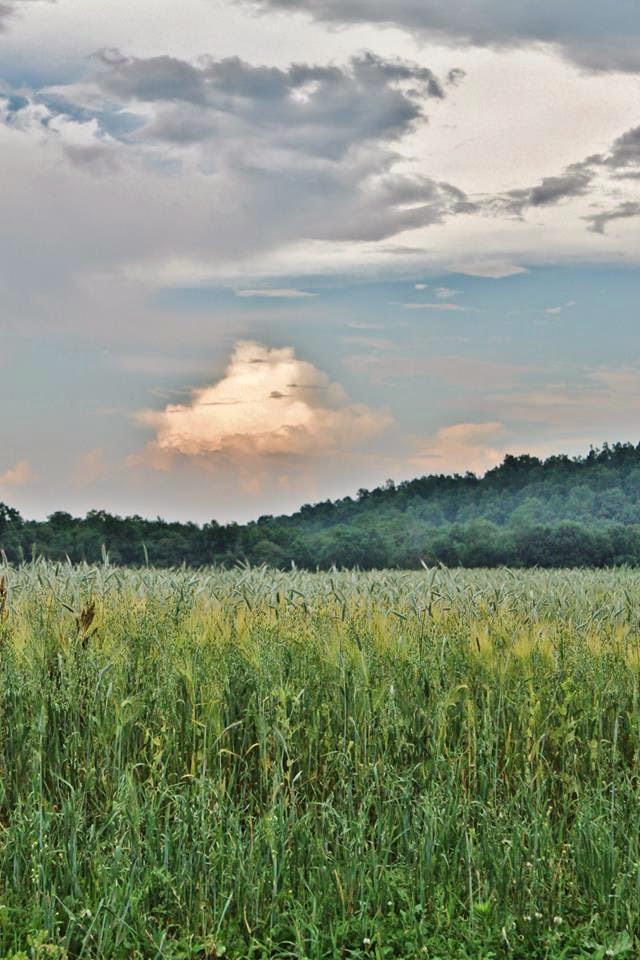 field before storm1