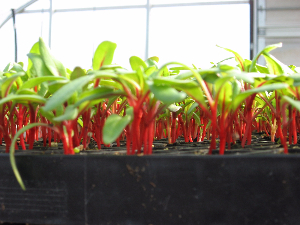 red chard seedlings