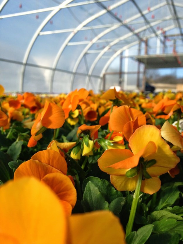Pansies in the greenhouse.