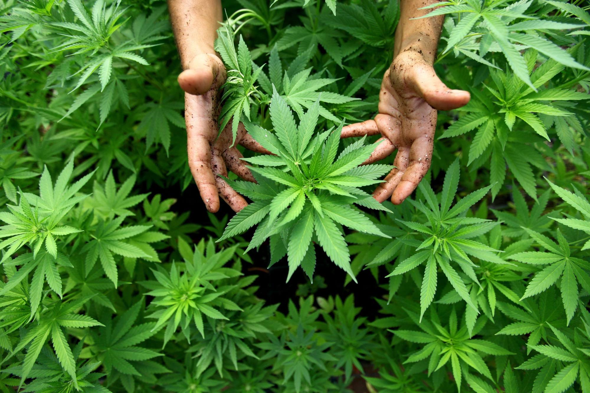 growing-cannabis-67282