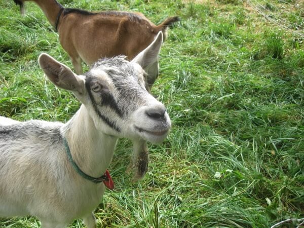 new sage goat