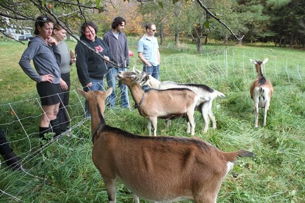 sage staff visiting goats