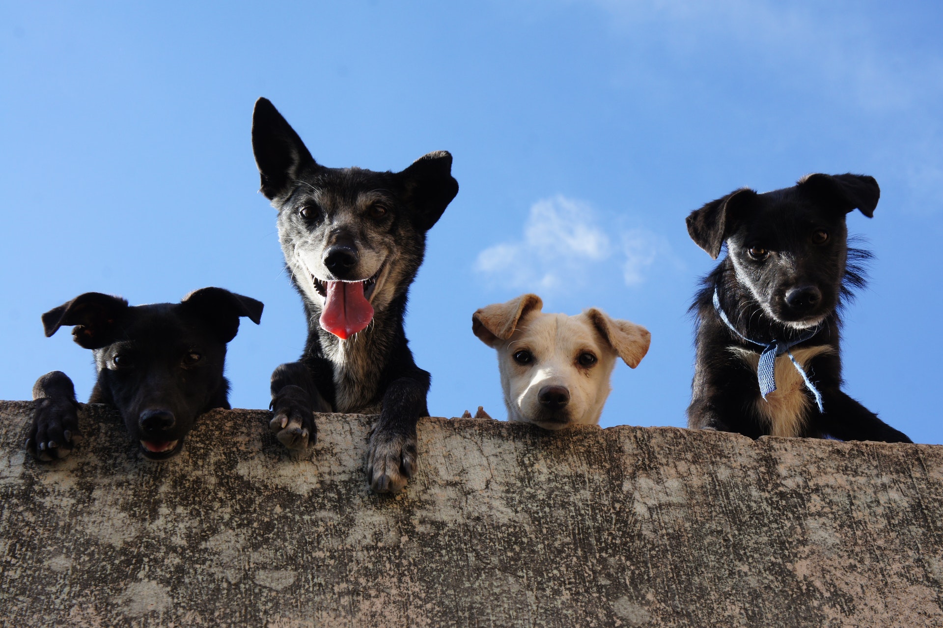 pets medicine